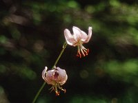Türkenbund-Lilie (Turk's belt lily)  sj95 54b021