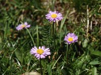 Alpen-Aster  sj95 54b030