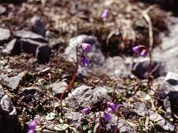 Alpen-Trodelblume  sj95 54b056