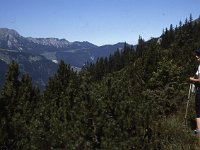 It comes out into an area of short evergreens.  sj91 46a057