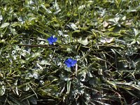 There are many flowers here too, like these tiny blue Enzian,  sj81 19a059