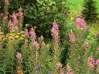 Colorful flowers  sj88 37a070