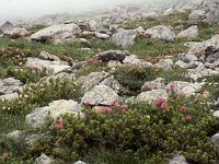 Lots of Alpenrosen and rocks on this walk.  sj84 25b071
