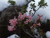 Pink Alpenrosen  sj89 39b066