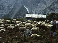 Iin 1991, we finally had nice weather -- and lots of sheep.  sj91 46a013