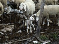 There were lots of young lambs.  sj91 46a014