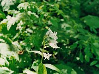 Just after the first bridge, we always saw this curious flower, which -- for lack of any other name -- we called a White Bell.  br00 sarotla 2