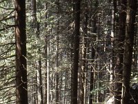 At first, the Sarotlaweg ascends through a piny wood.  sj80 18a061