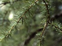 ... through a very pretty larch forest.  sj83 23a016