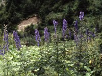 Eisenhut, or MOnkshood  sj85 28a032