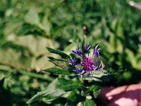 Really gogeous Berg-Flockenblume  br00 schatten 5