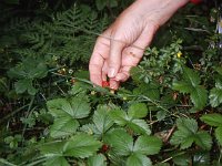 Wild strawberries, but we won't say where!  sj95 54a020