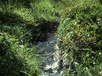 Narrow path dug into the grass  sj91 45b063