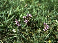 Feld-Kleinenzian  sj91 45b066