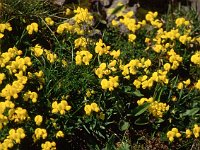 Bright yellow all over  sj95 54a044