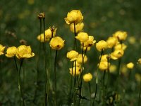 Trollblume (globe flowers)  sj95 54a050b