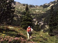 Going up past Alpenrosen and evergreen trees  sj85 27b075