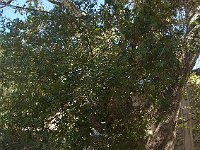 Century-old plane trees guard the monastery entrance.  gr16 092811370 s