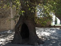 That is one old tree.  gr16 092811380 s