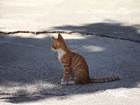 Inside the monastery courtyard, we were greeted by a very friendlyand very tiny kitty.  gr16 092811460 j