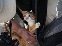 That was one friendly cat, who just wouldn't leave us alone.  gr16 092811501 j x