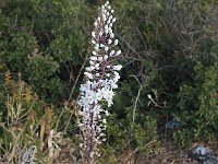 What is this flower?  gr16 092015392 s