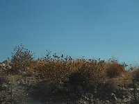 Siv liked these "flowers".  gr16 092614140 s