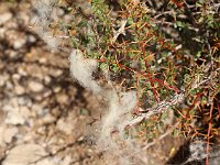 Sheep wool left on the thorns, a good comb.  gr16 092112381 j