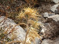Dried nettle  gr16 092112382 j