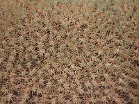 Makes you itch, doesn't it?  gr16 092114333 j