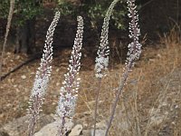 What is this flower?  gr16 092115401 s