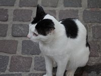 Hanian tuxedo cat  gr16 092317070 j