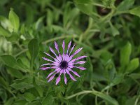 A cultivated flower near the restaurant.  gr16 092712030 j