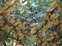 I've forgot what this tree is but it was  full  of bees like the one in the middle. You heard the buzzing from a couple meters away.  gr16 093010090 j
