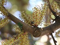 Another bee  gr16 093010094 j