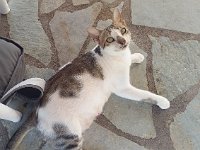 ... and this nice cat, waiting for a handout.  gr17 091913551 t c