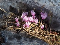 ... cyclamen are in bloom!  gr17 091508560 k