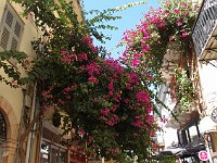 Lovely oleanders.  gr17 091210430 s