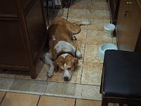The elderly dog of the komoloi shop.  gr17 091211441 k