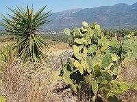 Siv loved the cactuses .-- cacti.  gr18 092413471 s-aa