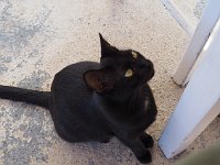 This beautiful kitty helped us with our fish. Nice cat.  gr18 092312161 k