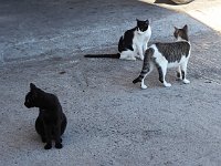 We filled up at a gas station where the owner was very nice and insisted I come look at his cats. Nice man. Nice cats, too.  gr18 092312570 k ca