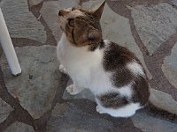 We first met this nice kitty in 2017. Good to see he is still there. He likes fish. Funniest thing.  gr18 092512590 k