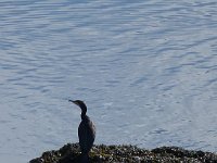 Water bird, but what?