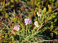 Pretty orchidy-looking flowers add a minimum of color to the rocky landscape.