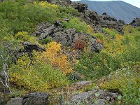 It was late enough in the season (in Iceland) that autumn colors were coming in. That is Hverfell crater looming in the background.