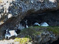 These goats found some shade in a hollow in the rock.