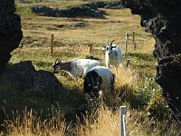 ... and the goats.