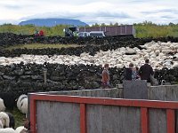 The day we left, we decided to drive around the lake first and we were glad we did. We happened upon the annual sheep roundup, when sheep owners collect and sort out the sheep they have left to roam freely all summer.