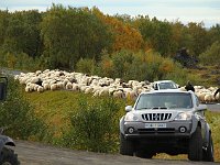 ... or herding them up the road. Curious, no sheep dogs.